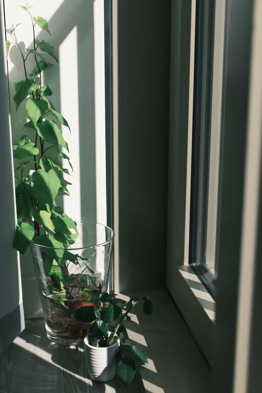 Tips for Maintaining a Healthy Indoor Plant Collection Throughout the Year